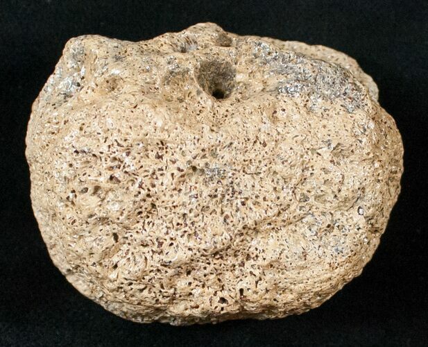 Bargain Dinosaur Bone - wide #13996